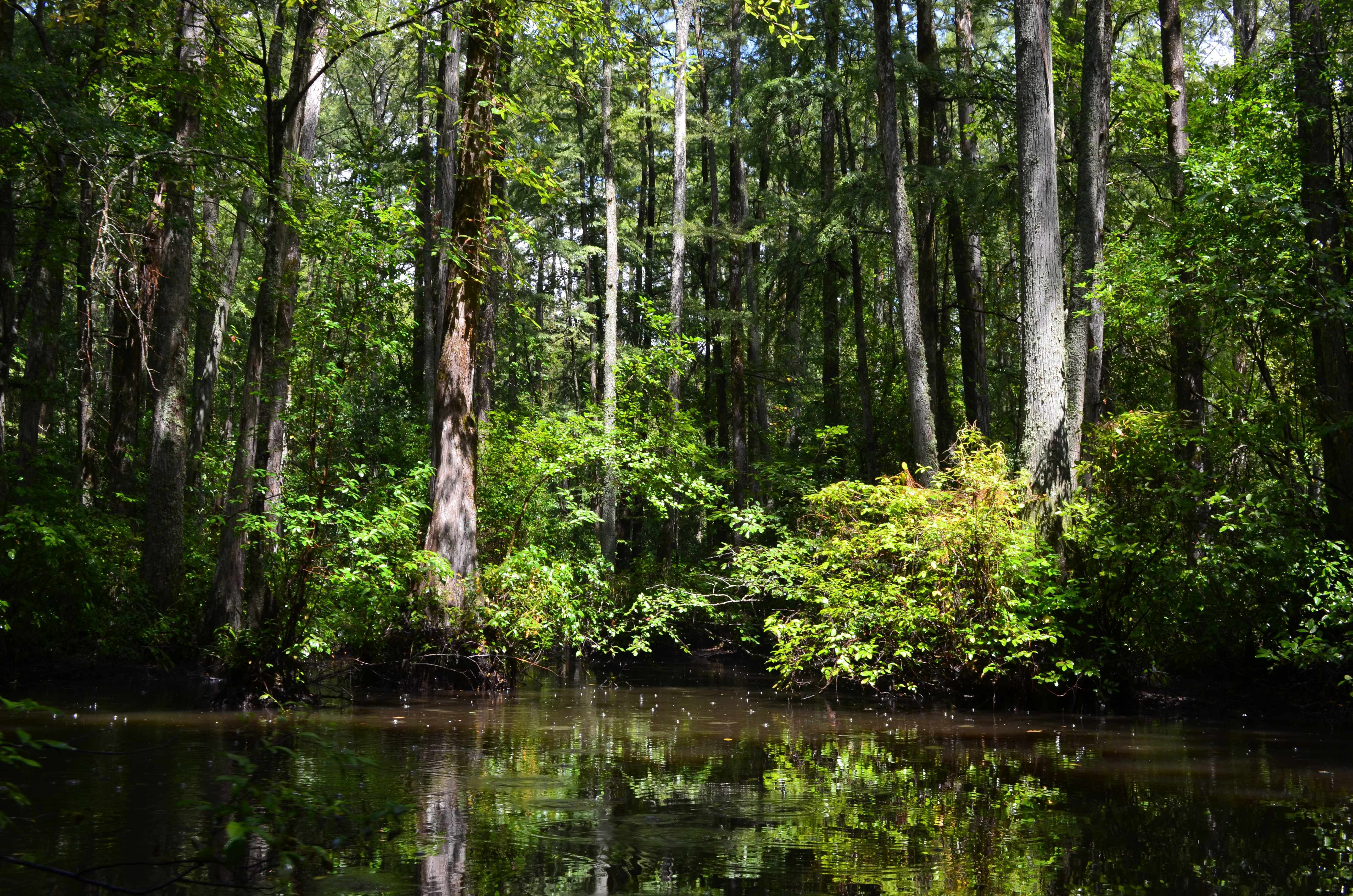 ./2017/13 - Roberson Millpond Preserve/DSC_0593.JPG